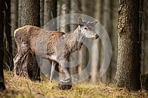 Red deer without shed antlers walking in forest in spring nature