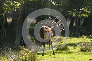 Red deer shouting in Autumn