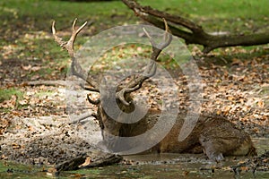 Red deer sleeping in the forest during the rut