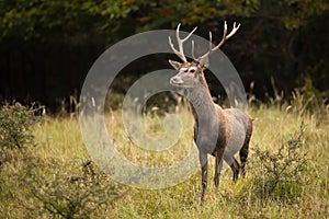 Red deer sniffing with nose and stretching neck in attentive pose on a glade