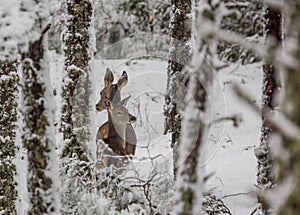 Red Deer in snowed forest photo