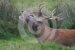 Red deer stag