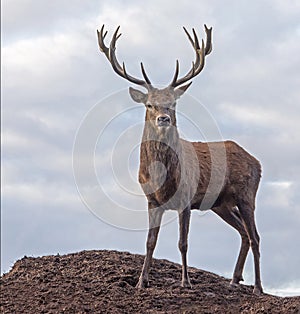 Red Deer Stag