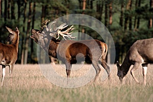 Red Deer Stag