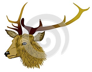 Red deer stag