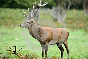 Red deer stag