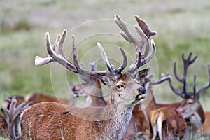 Red Deer Stag