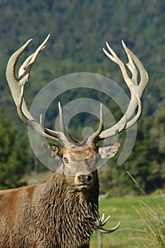 Red deer stag