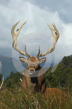 Red deer stag