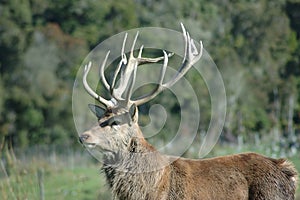 Red deer stag