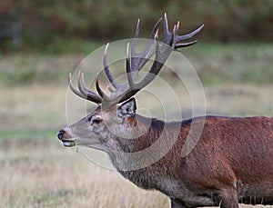 Red Deer stag