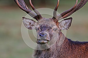 Red Deer stag