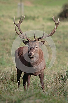 Red Deer Stag