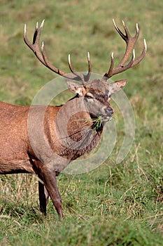 Red Deer Stag