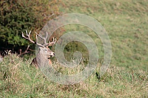 Red Deer Stag