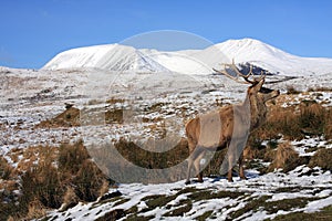 Red Deer Stag