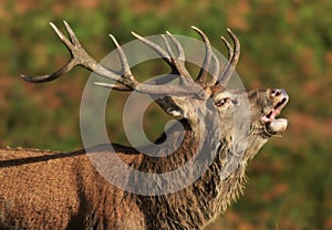 Red Deer Stag