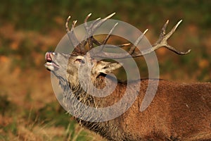 Red Deer Stag