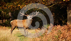 A Red deer stag