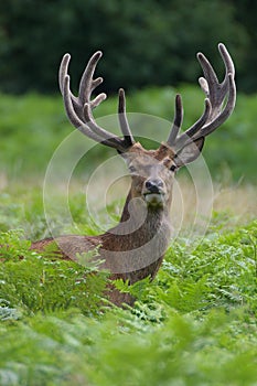 Red Deer Stag