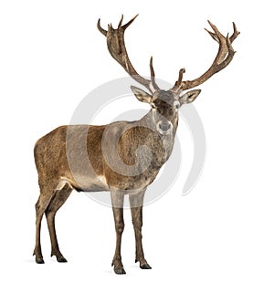 Red deer stag