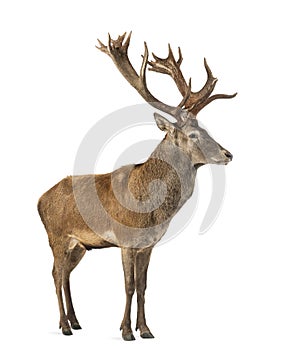 Red deer stag