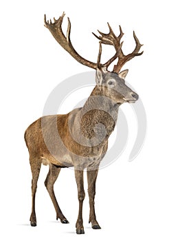 Red deer stag