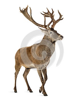 Red deer stag