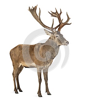 Red deer stag