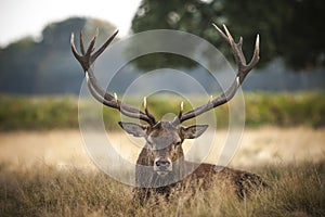 Red Deer Stag