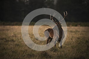 Red Deer Stag