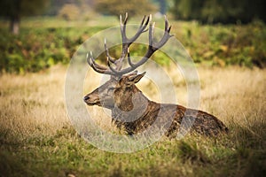 Red Deer Stag