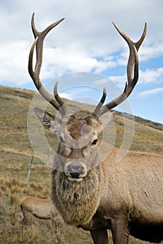 Red deer stag photo