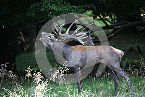 Red deer stag