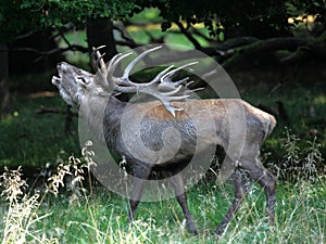 Red deer stag