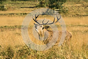 Red Deer Stag