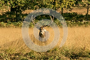 Red Deer Stag