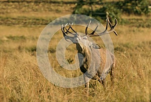 Red Deer Stag