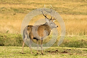 Red Deer Stag