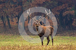 Red deer stag photo