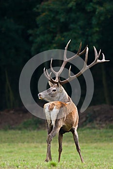 Red deer stag