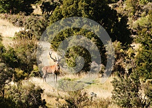 Red Deer stag