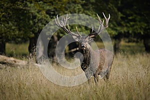 Red deer stag with antlers