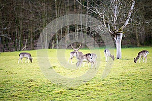 Red deer stag with antlers in spring, black forest in Germany, wildlife in the woodland