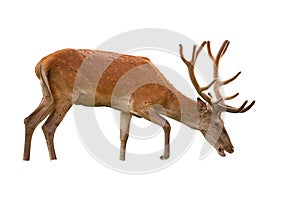 Red deer stag with antlers in velvet isolated on white background