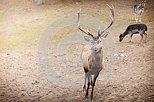 Red deer stag in autumn fall forest