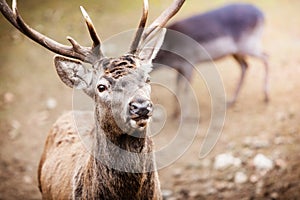 Red deer stag in autumn fall forest