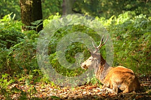 Red deer stag during Autumn Fall season