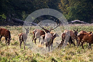 Red deer stag