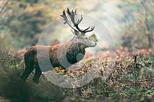 Red deer stag in autumn forest. North Rhine-Westphalia, Germany